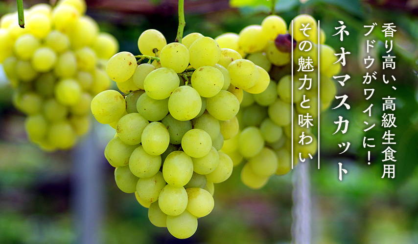 gssa ネオマスカット 正味8kg 香り高い、高級生食用ブドウがワインに！ネオマスカット – wa-syu