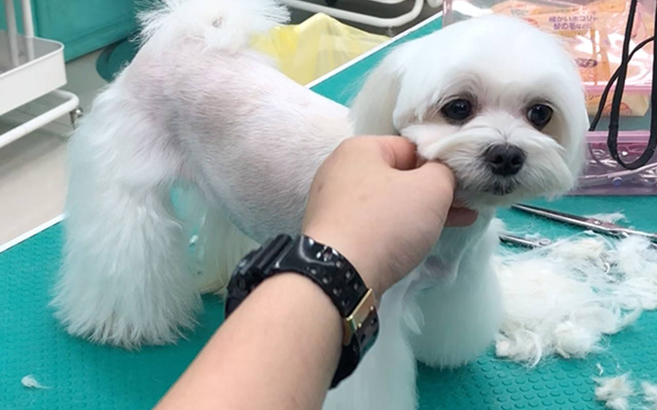 dog grooming singapore grooming photo 2