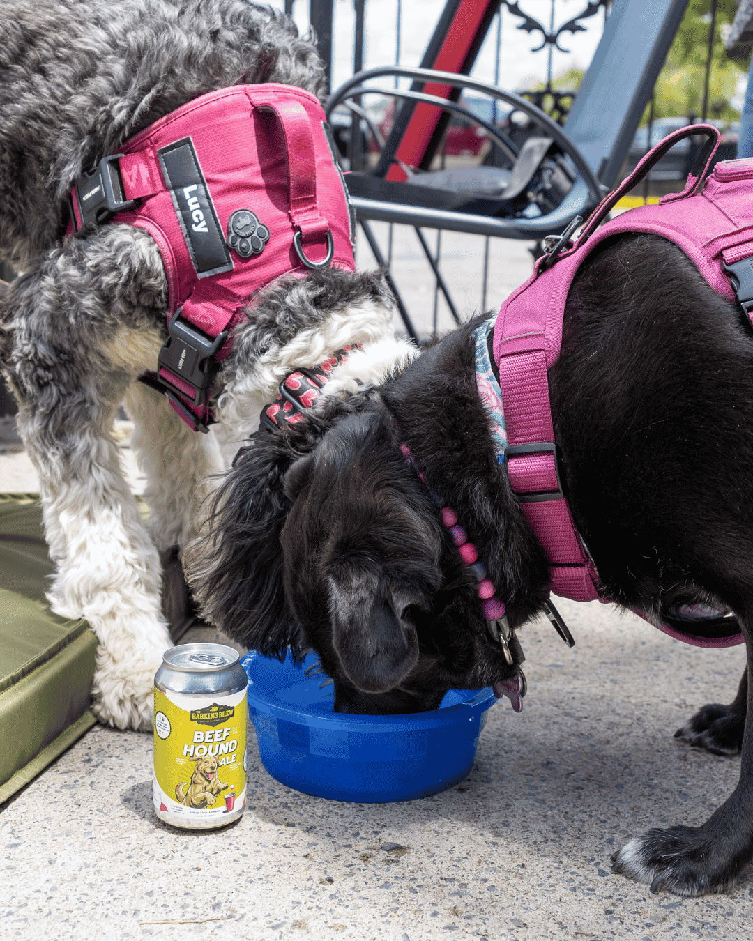 Two dogs in harnesses drinking from a blue bowl next to a can.