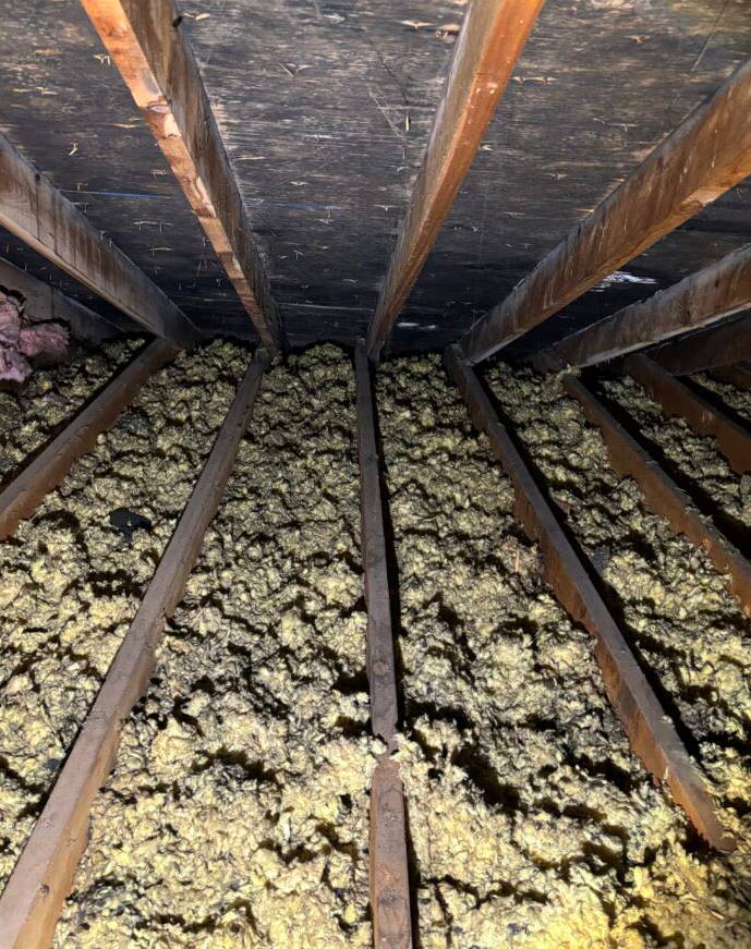 View of an attic with insulation on the ceiling joists and mold on the sheathing and rafters.