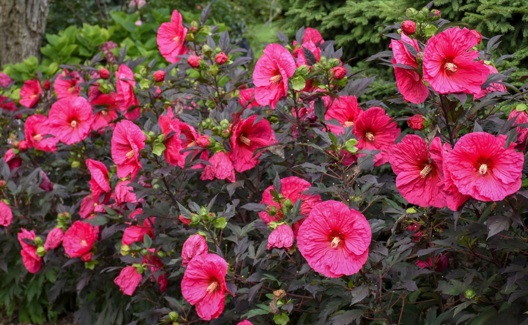 Photo of Summerific® Evening Rose