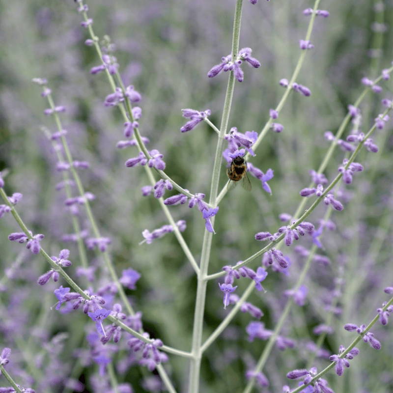 A bee visits the purple flowers of the Russian sage planted strategically planted desert garden to enhances the pastele color palette. 