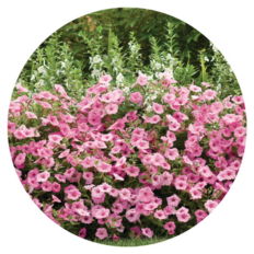 Supertunia Vista® Bubblegum® Petunia Planted in the ground