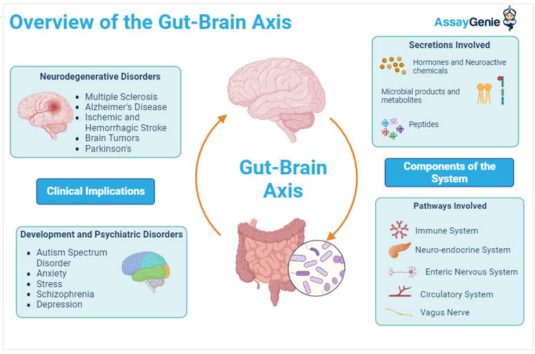 Gut health and gut-brain axis