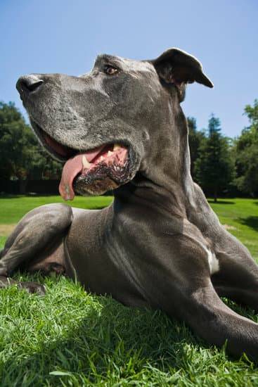 A grey Great Dane laying outside in the grass on a sunny day.