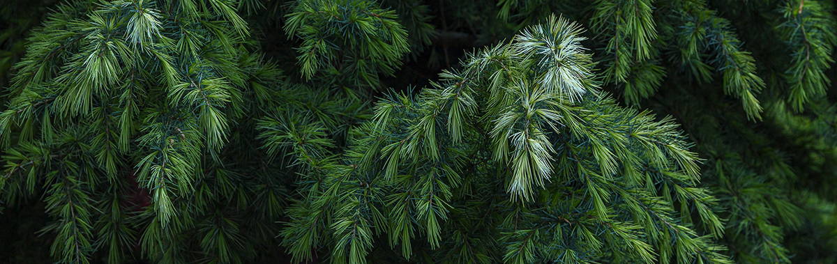 Conifer needles