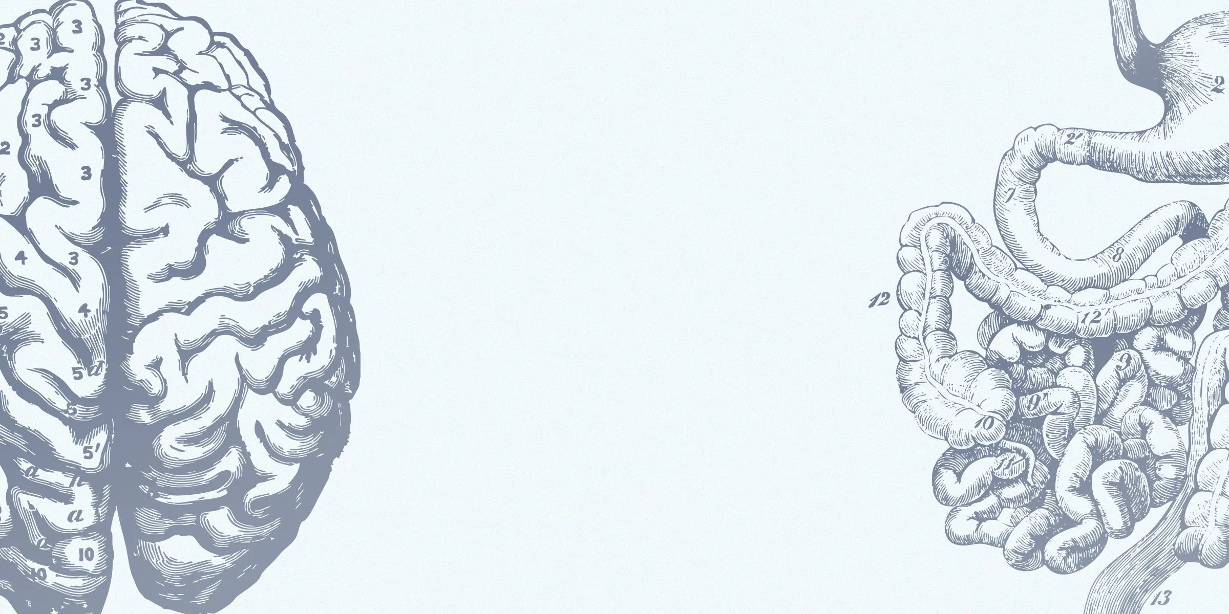 Two vintage-looking medical diagrams with numbered parts - on the left is a brain, on the right side is a set of intestines. 