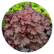 Photo of Primo® 'Mahogany Monster' Coral Bells