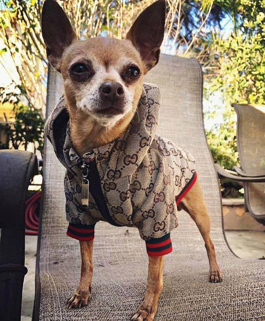 gucci chihuahua clothes