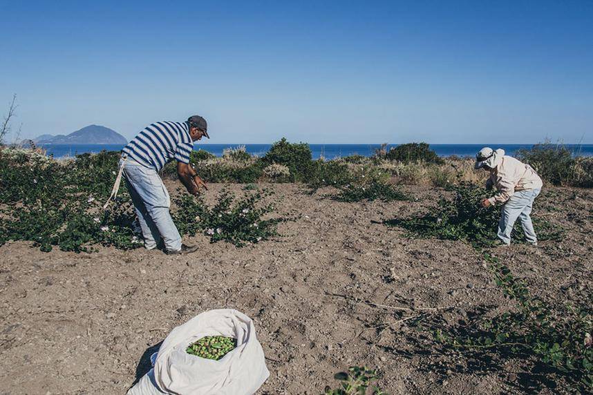 Two people collecting Capers by the sea in Sicily