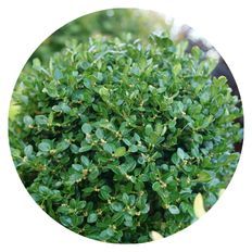 Photo highlight of Neatball® Boxwood