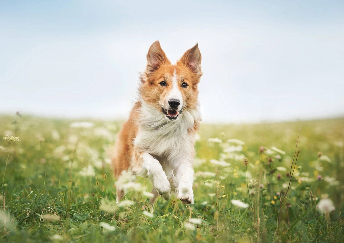 Key Nutrients for Dog Joints and Bones