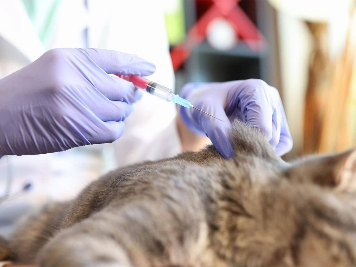 FIP Katze wird geimpft