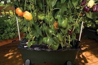 Peppers growing in EarthBox Original container
