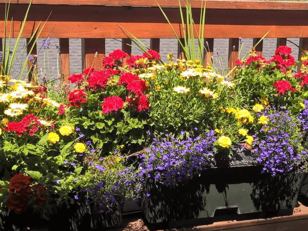 Various color flowers growing in EarthBox garden containers