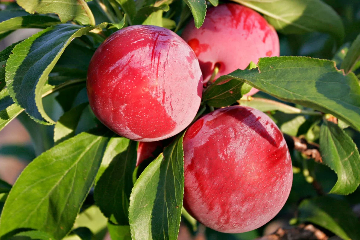 Glossy Santa Rosa plums ripening on a leafy tree branch in warm sunlight, featuring colorful stone fruit suitable for desert-adapted edible gardens.