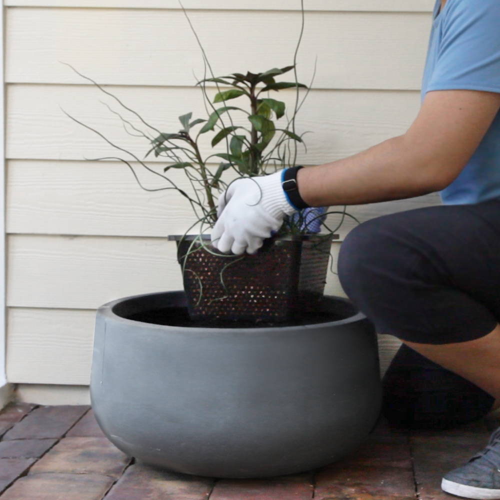 lower the plant basket into the patio pond