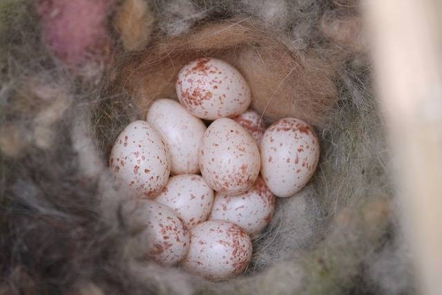 Wren eggs