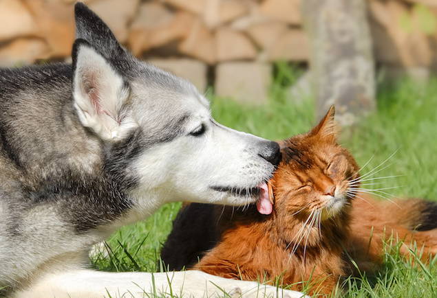How Good Oral Health Supports Your Pet's Microbiome