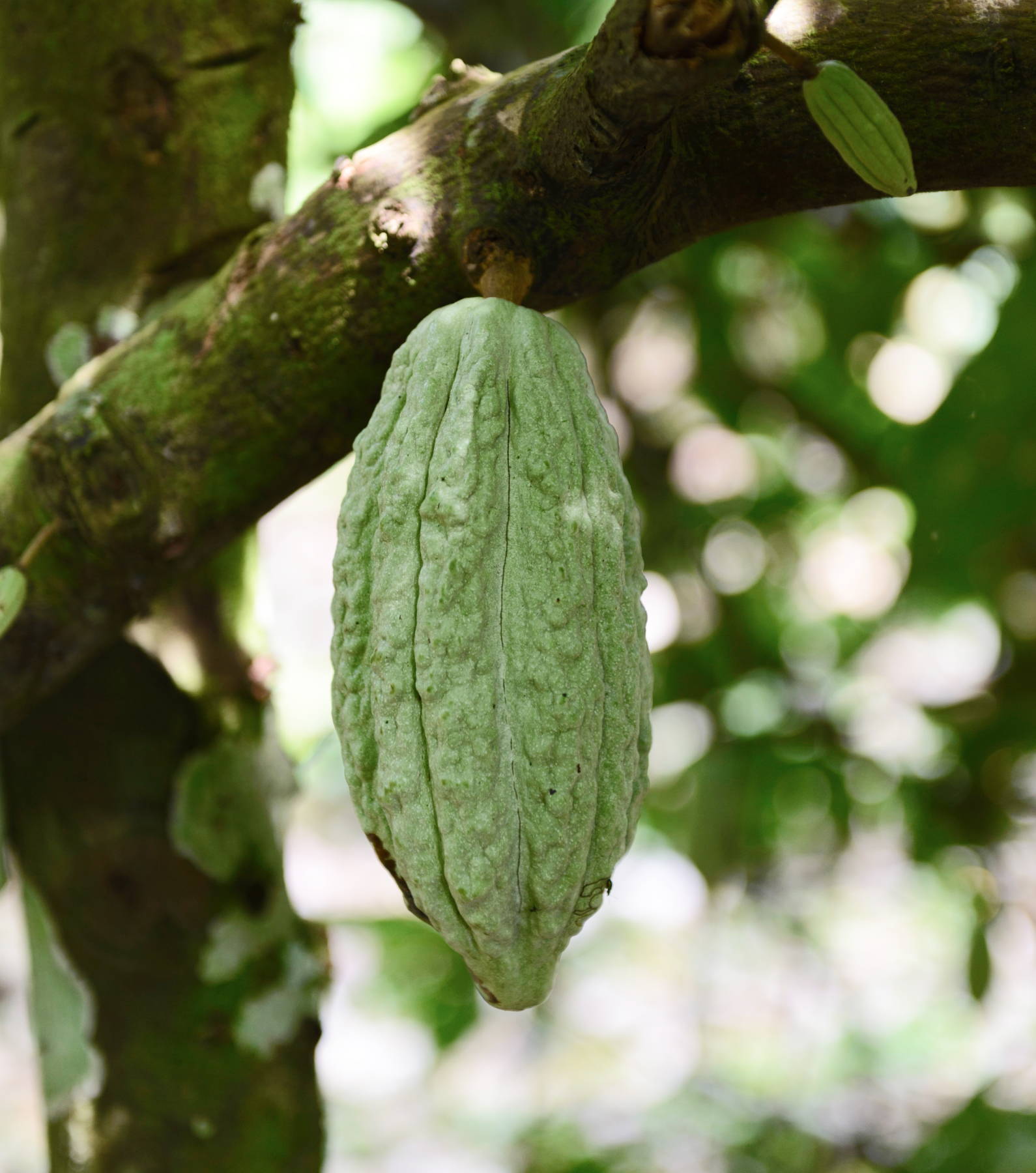 Cacao Pod