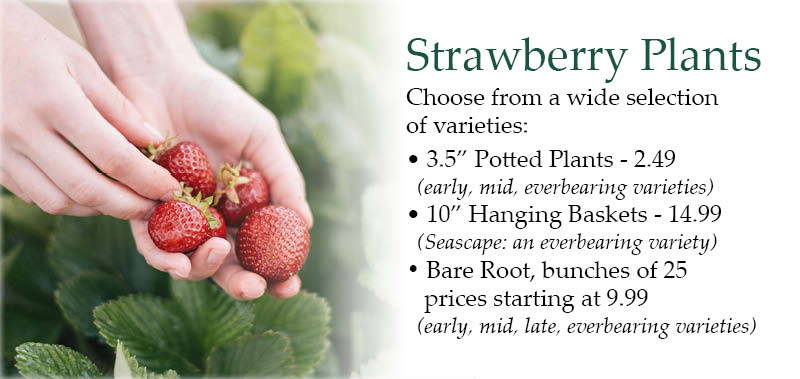 Strawberry Plants - Choose from a wide selection of varieties: 3.5-inch Potted Plants - $2.49 (early, mid, and everbearing varieties), 10-inch Hanging Baskets - $14.99 (Seascape: an everbearing variety), Bare Root, bunches of 25 - prices starting at 9.99 (early, mid, late, and everbearing varieties)