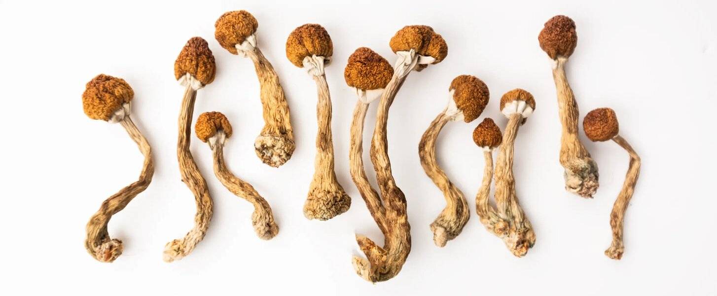 dried magic mushrooms