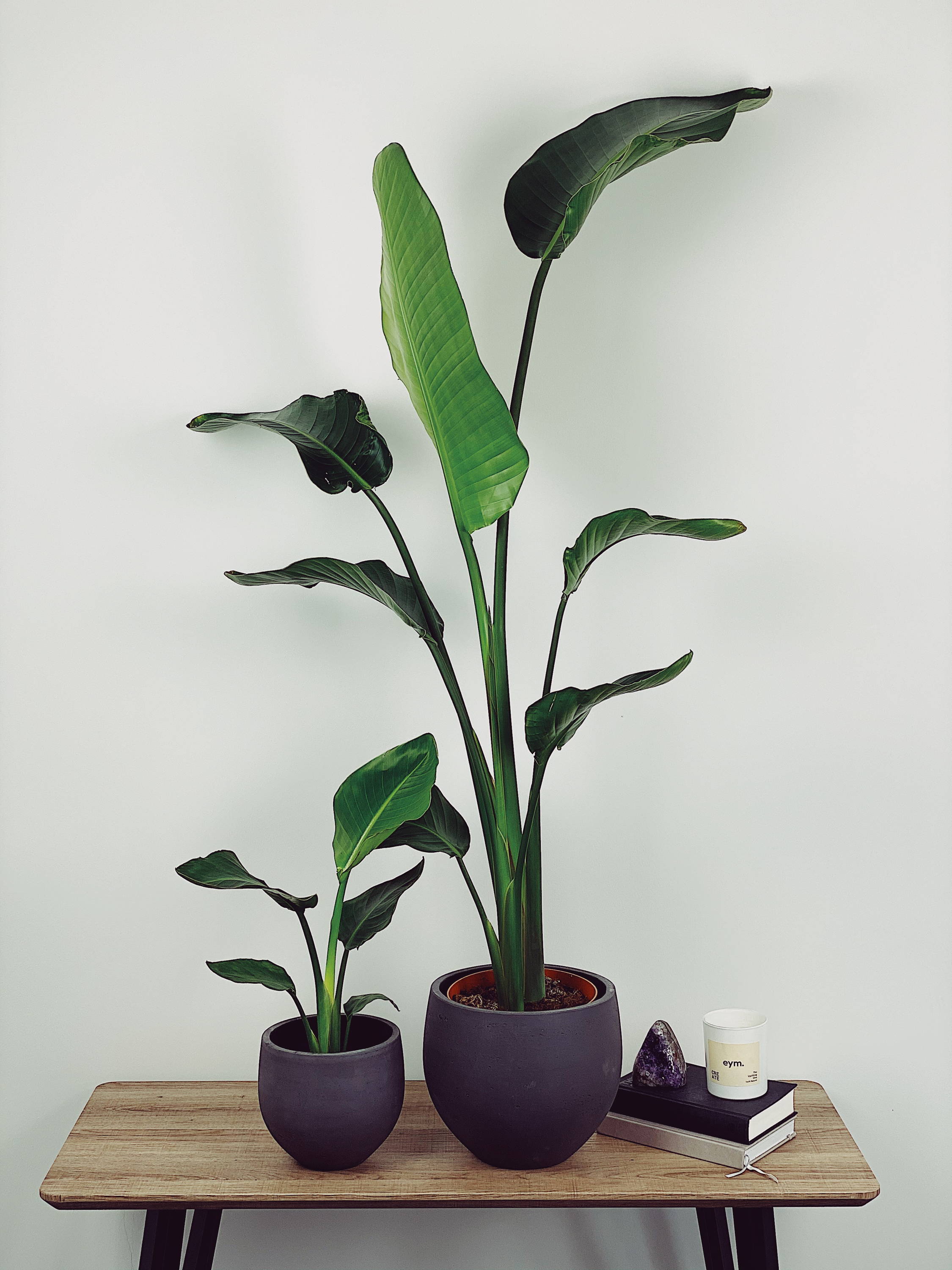 Sasha Nicolai Plant | Quirky Plants