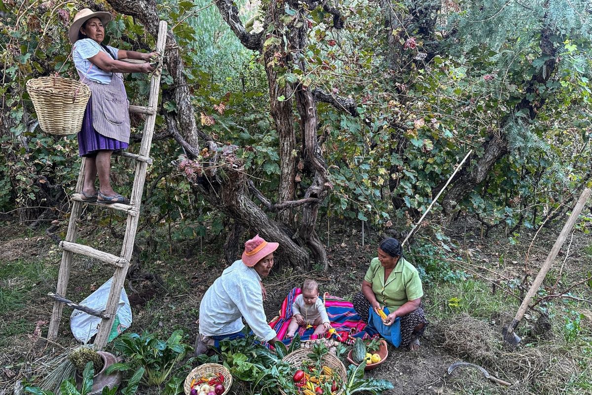 People harvesting fruit in a lush garden setting.
