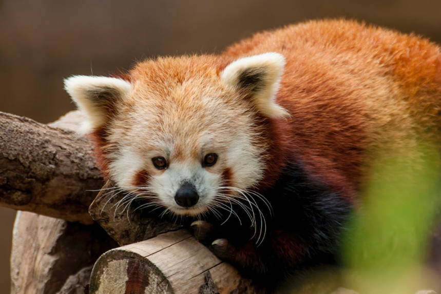 A red panda resting on a tree branch