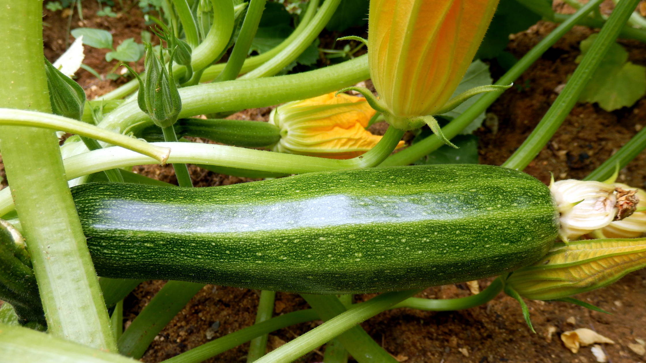 When to sow courgette seeds uk