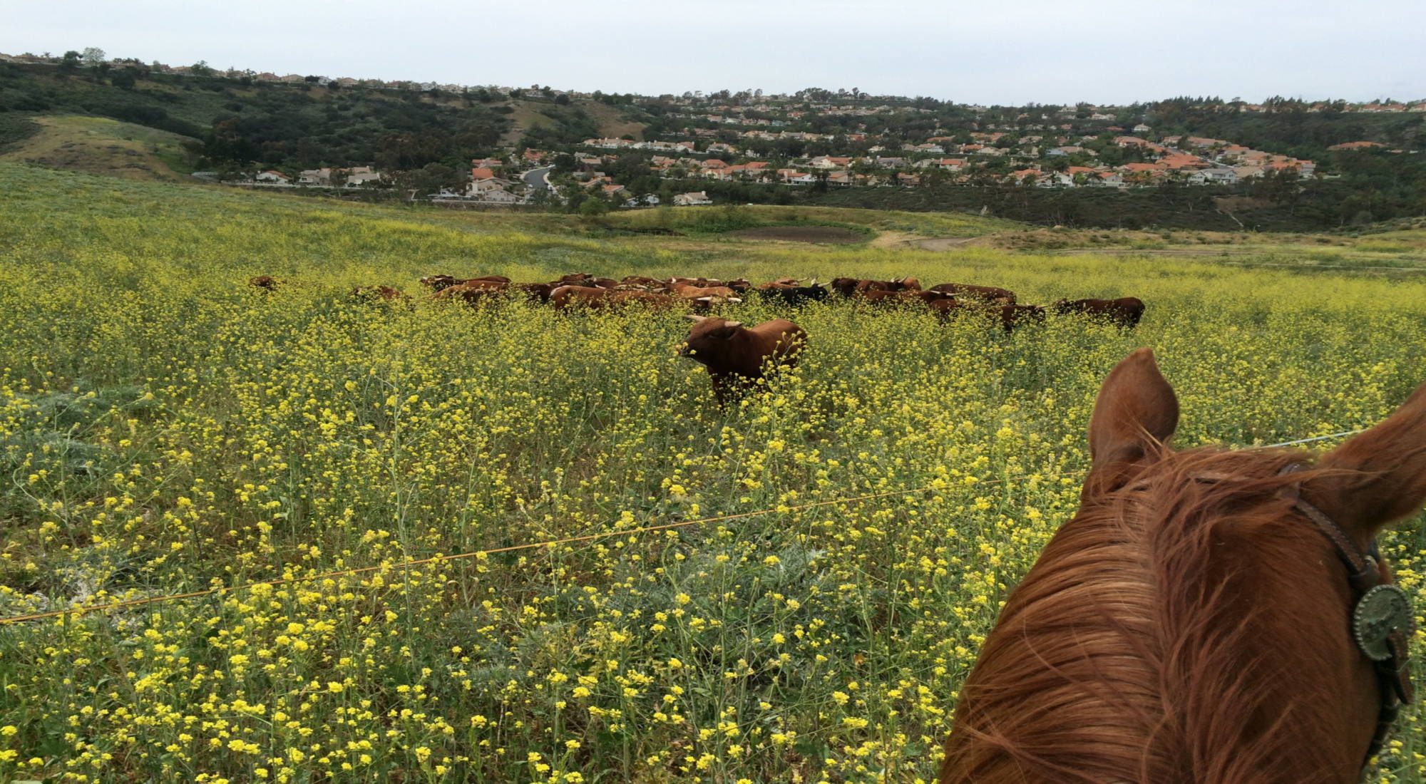 Hered of brown Barzona cattle partially hidden by tall yellow flowers and green grass with suburban  houses in the background