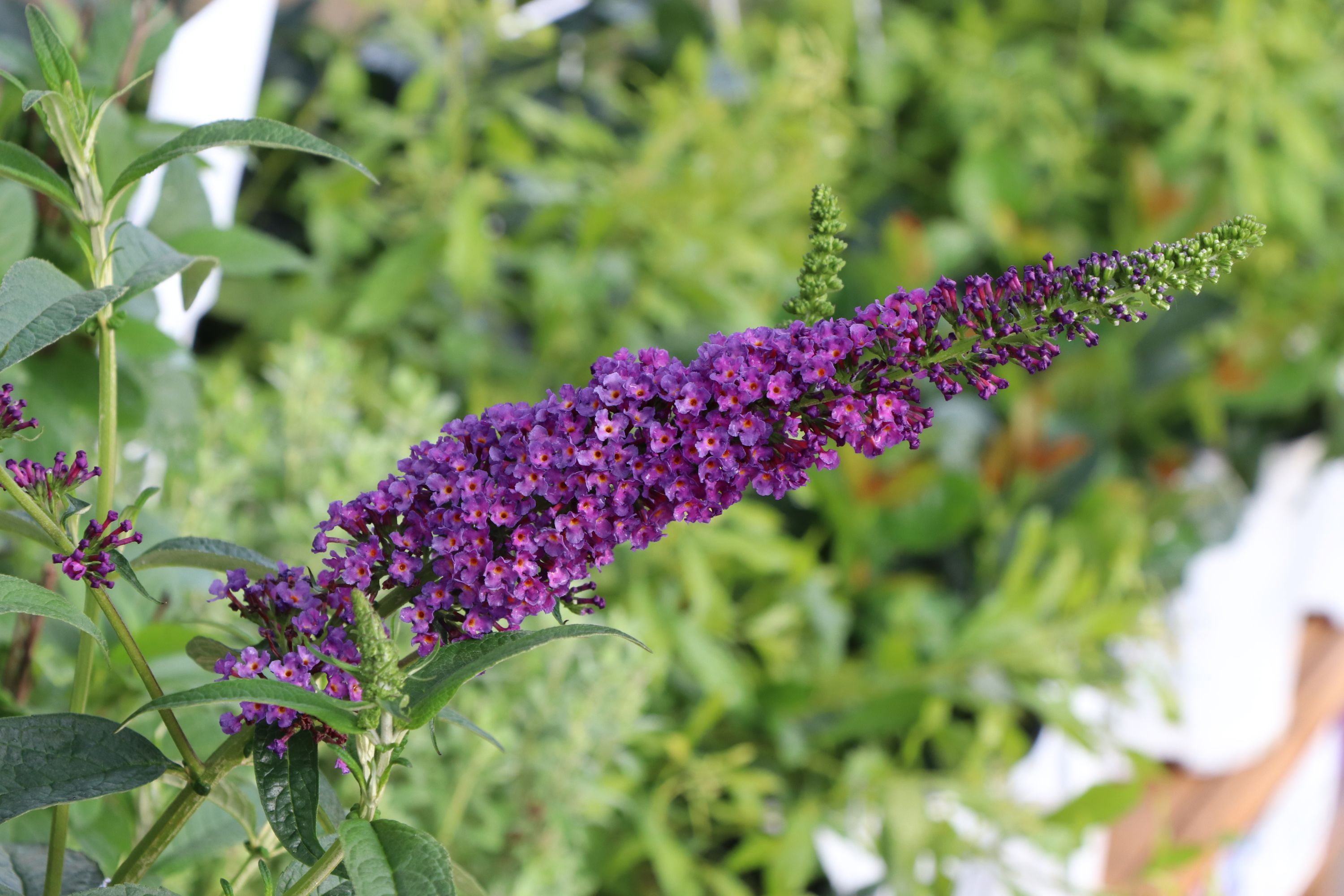 Up close plant highlight photo of Darkest Night™ Butterfly Bush 