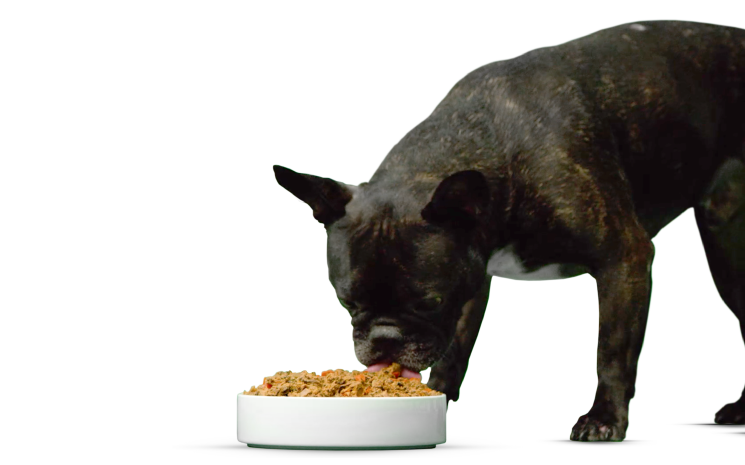 Open Farm Dog Food at Loyal Companion Pet Store