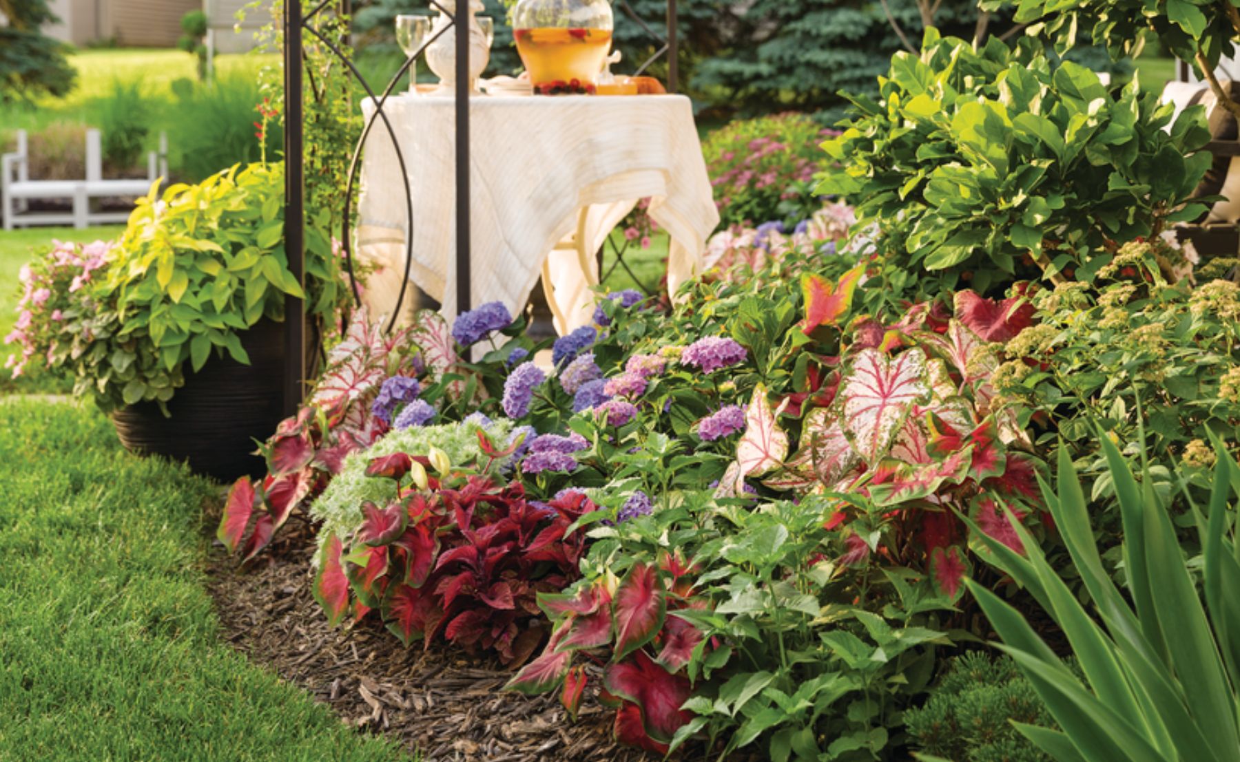 Photo of a garden filled with Let's Dance® Blue Jangles®, ColorBlaze® Rediculous®, Heart to Heart® Flatter Me, Heart to Heart® 'Hot 2 Trot'