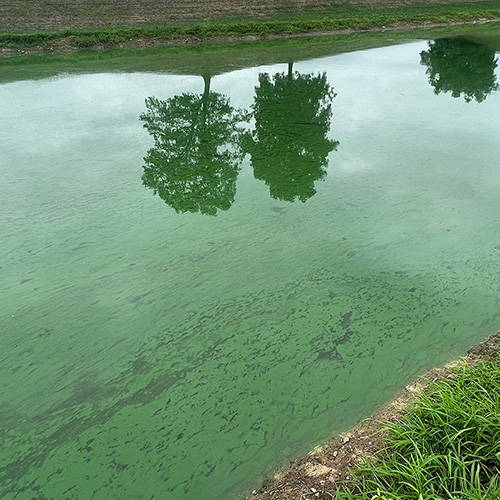 cyanobacteria film at pond surface