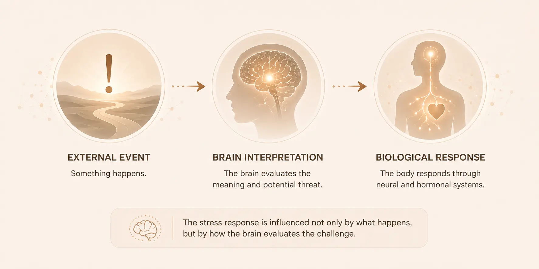 Flowchart illustrating external events, brain interpretation, and biological responses.