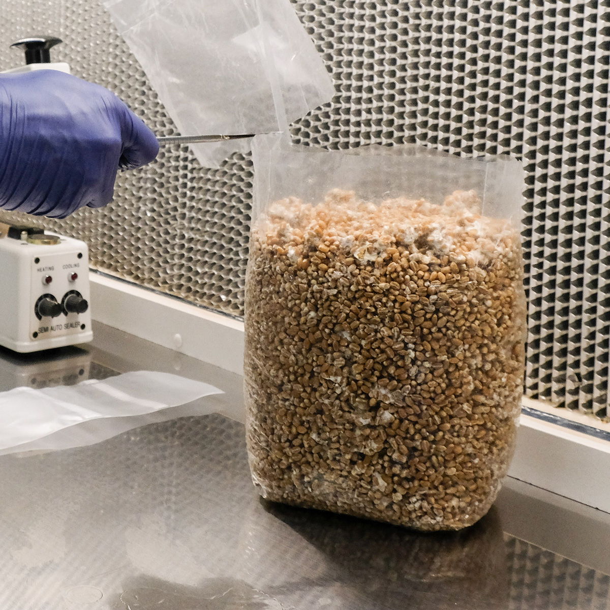 opening a bag of grain spawn in front of a laminar flow cabinet