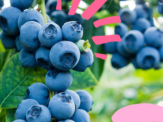 Blueberries on a bush- Babo Botanicals