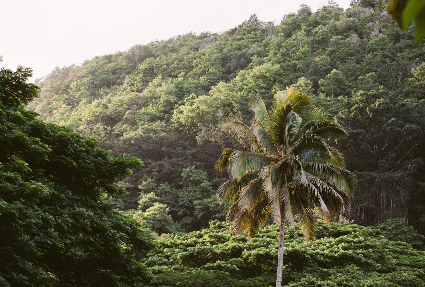 Hawaiian landscape