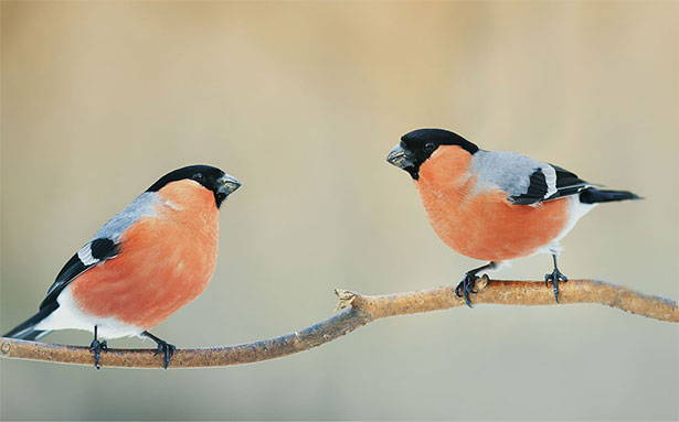Two bullfinches on tree branch
