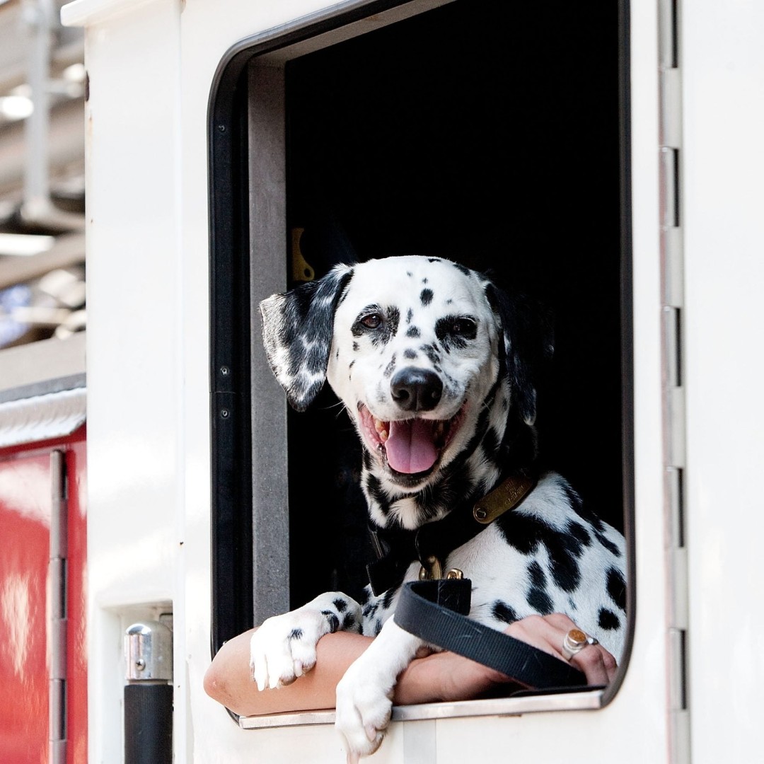 A happy Dalmatian dog peeking out of a vehicle window.