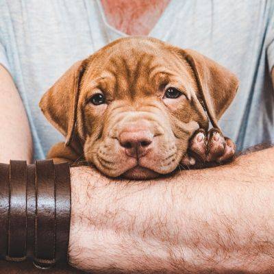 Cuddle and Touch Your Puppy | Puppy Guide | Bone Idol
