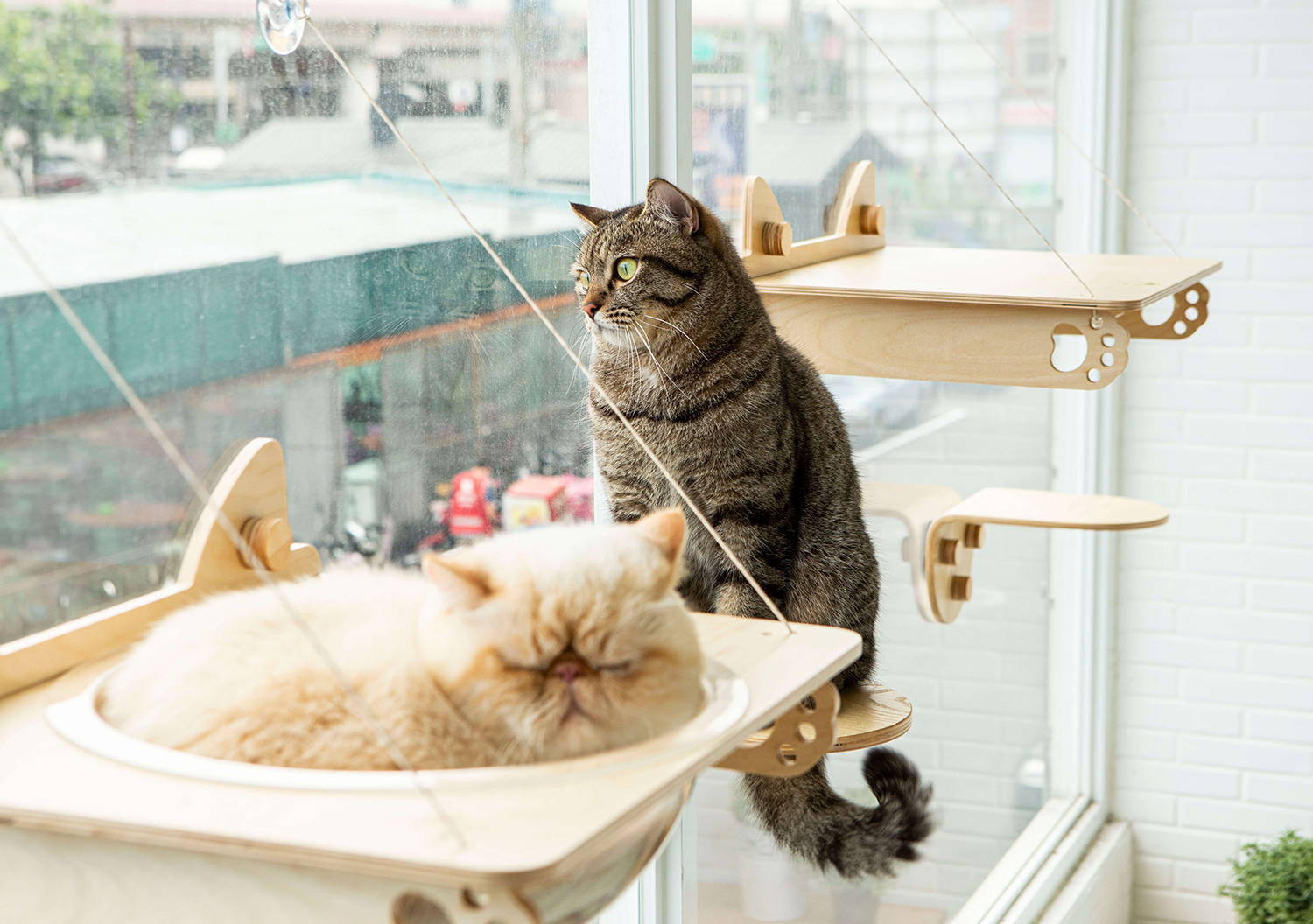 一隻貓窩在牆上的太空貓窩，另一隻立在跳台上看窗外風景