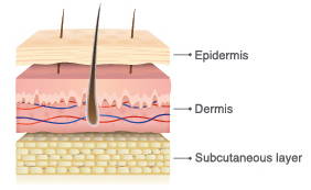 Three layers of skin