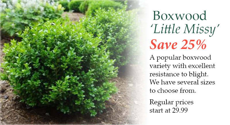 Boxwood 'Little Missy' - Save 25%! A popular boxwood variety with excellent resistance to blight. We have several sizes to choose from. | Regular prices start at $29.99.