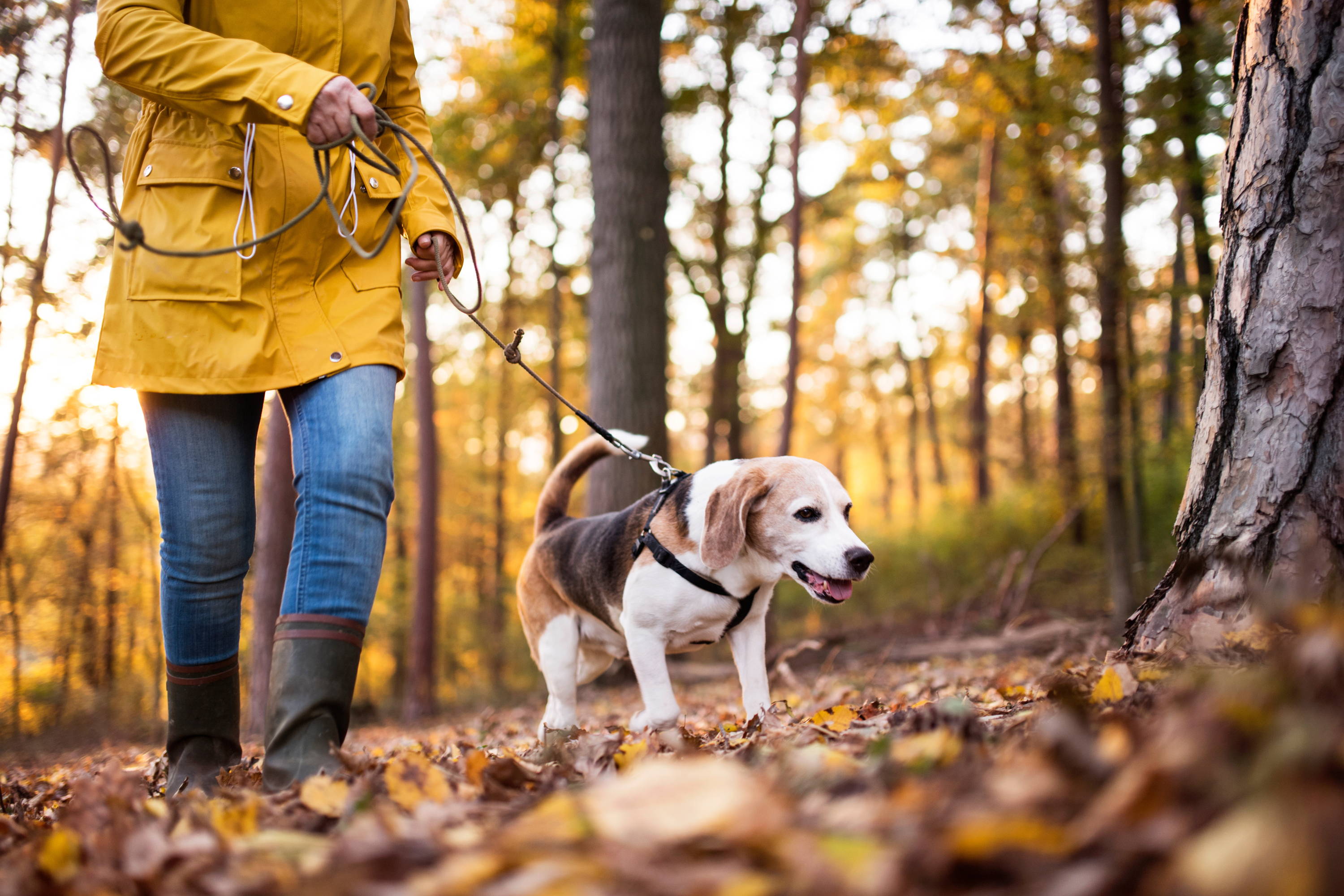 Woman walking her dog. 