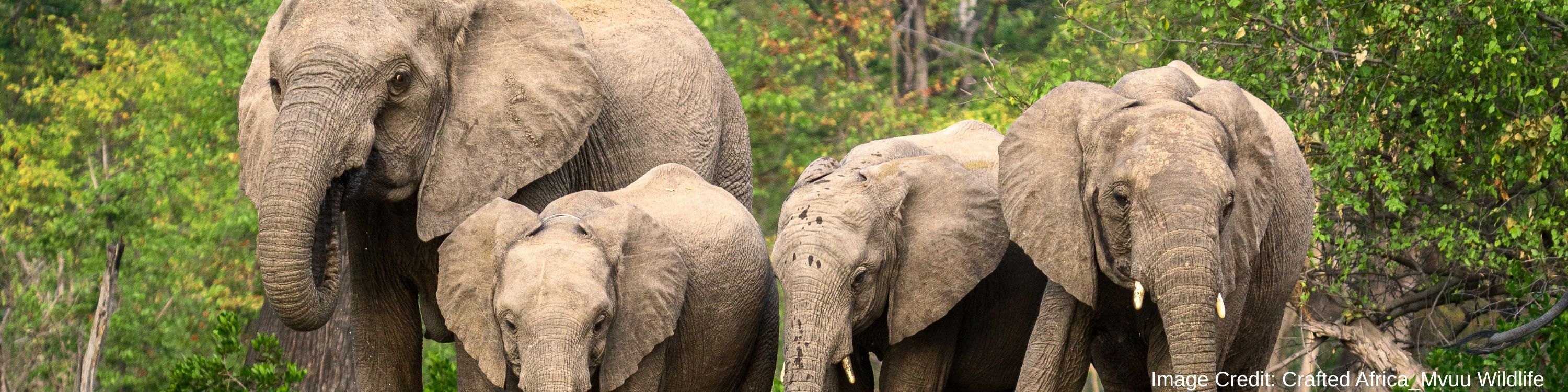 Liwonde National Park - Elephants