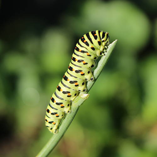 A black swallowtail butterfly larvae on a plant