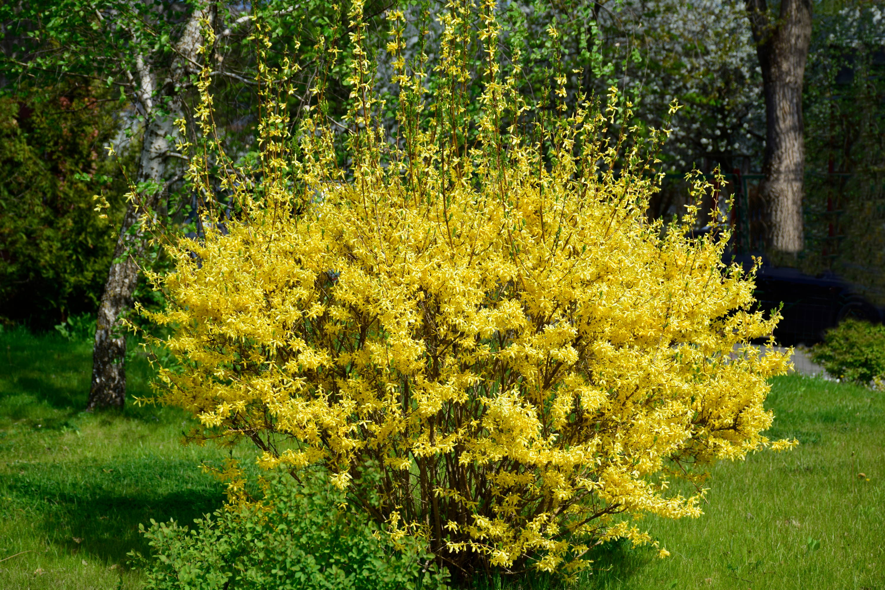 A Forsythia shrub in full bloom.