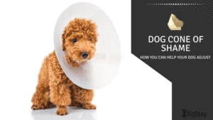 Dog Cone of Shame: how you can help your dog adjust